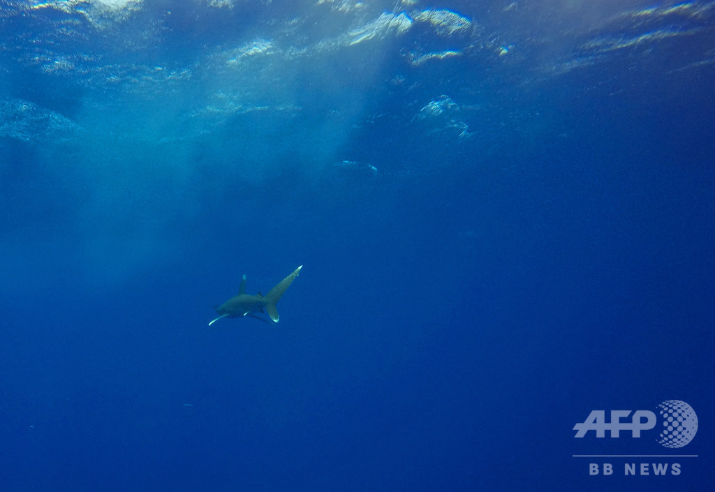 釣ったサメに腕かまれる、男性が病院に救急搬送 豪 釣ったサメに腕かまれる、男性が病院に救急搬送 豪