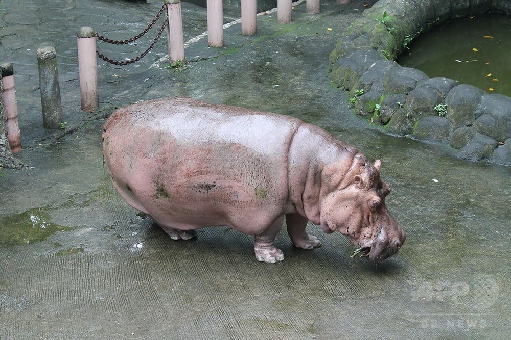 世界最高齢のカバが死ぬ 65歳 フィリピンの動物園 写真2枚 国際ニュース Afpbb News