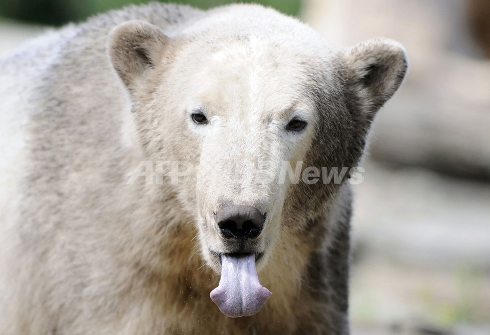 元祖アイドル・ホッキョクグマのクヌート、ひさびさの登場 写真3枚 国際ニュース:AFPBB News