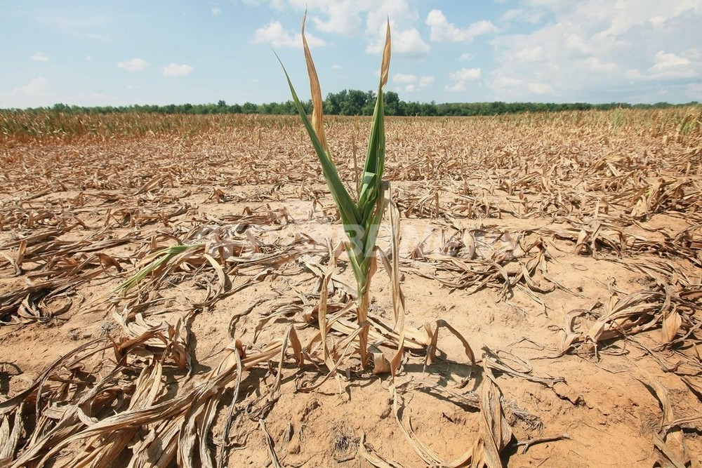 干ばつはブラジル全土に影響を及ぼしています: 農業への影響を軽減するための緊急の課題を理解します