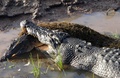 豪カカドゥ国立公園でイエローウォータークルーズのニッキー・デービーズさんが撮影した、ワニをくわえた巨大ワニの写真（2015年6月15日撮影）。(c)AFP/KAKADU TOURISM/NIKKI DAVIES