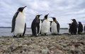 フォークランド諸島のオウサマペンギン（2019年10月6日撮影、資料写真）。(c)Pablo PORCIUNCULA BRUNE / AFP