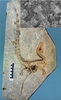 シノサイロプテリクス（Sinosauropteryx）の化石(2010年1月27日公開)。(c)AFP/ UNIVERSITY OF BRISTOL-NANJING INSTITUTE