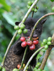 インドネシア・バリ（Bali）島のコーヒー農園でコーヒーの実を食べるジャコウネコ（2011年2月7日撮影）。(c)AFP/Sonny TUMBELAKA