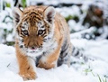 ドイツ東部エーバースワルデの動物園で、降り積もった雪の上を歩く生後約4か月のシベリアトラ（アムールトラ）の赤ちゃん「ドラガン」（2015年1月31日撮影）。(c)AFP/DPA/PATRICK PLEUL
