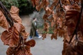 英ロンドン東部で、褐色になった木の葉（2022年8月23日撮影）。(c)Ben Stansall / AFP