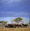 ボツワナのチョベ国立公園。(c)Relaxnews/Istock.com/Gleb_Ivanov