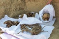ペルー・リマ郊外のカハマルキリャ遺跡で発掘されたミイラ。サンマルコス大学考古学部提供（撮影日不明）。(c)AFP PHOTO / ARCHAEOLOGY DEPARTMENT OF THE SAN MARCOS UNIVERSITY