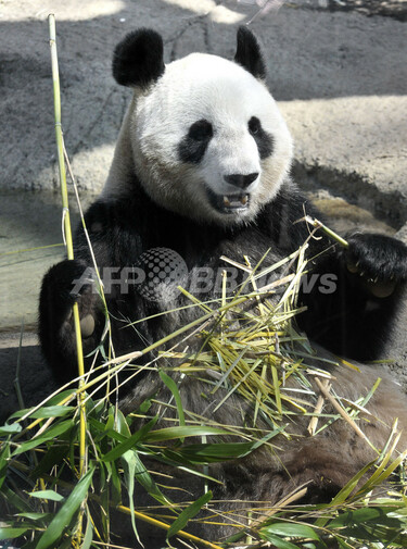 上野歴代パンダ抄本　つなぐ 上野動物園ジャイアントパンダ飼育の50年 上野歴代パンダ抄本 つなぐ 上野動物園ジャイアントパンダ飼育の