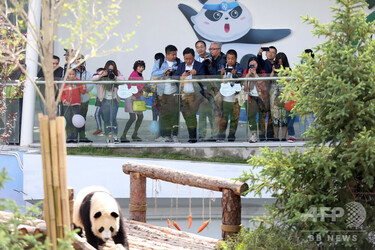 チベット高原に初の「パンダ館」がオープン 写真6枚 国際ニュース