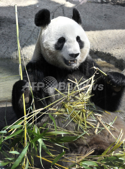 みんと 2017年パンダ 3枚 みんと 2017年パンダ 3枚 gc0403-14_1c1ed1ee