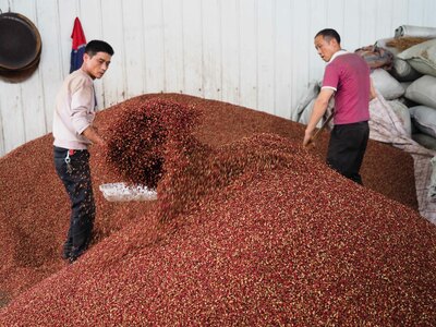 中国商人 日本で花椒栽培に乗り出す 海外市場に活路 写真6枚 国際ニュース Afpbb News