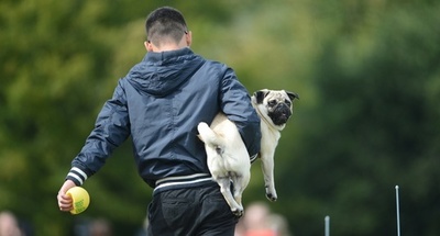 パグとブルドッグが大集合、ドイツのレース競技会