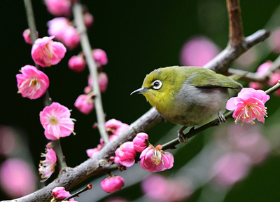 【写真特集】すぐそこに春…野鳥が告げる季節の移ろい
