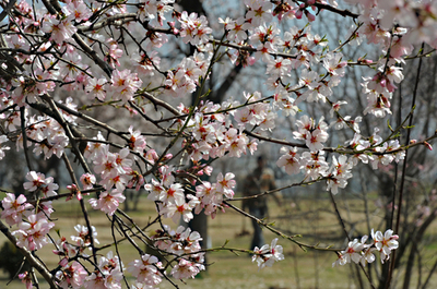 満開の桜？いいえ、アーモンドの花です インド