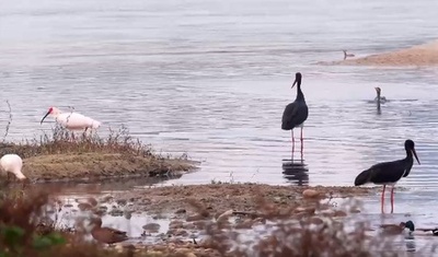 トキのふるさとにナベコウが立ち寄る 中国