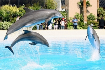 メタボで高く跳べなくなったイルカ、ただいま減量中