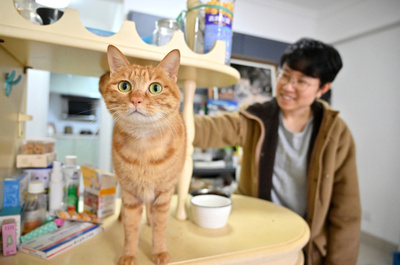 中国で春節連休のペットサービスが値上がり