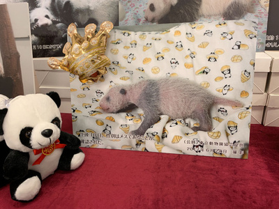 パンダ・シャンシャンの誕生日会、東京で開催