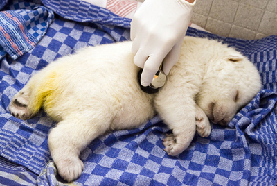 ホッキョクグマのフロッケ、ただいま健康診断中