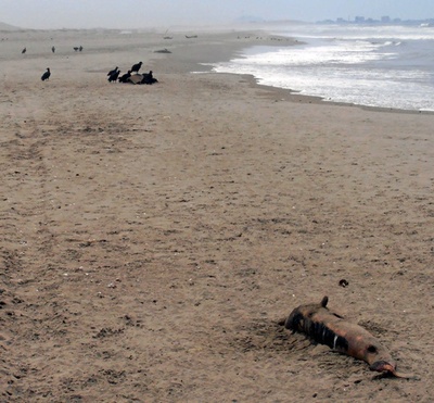 ペルー各地の海岸にイルカの死骸、1月に約400頭
