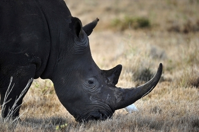 サイの角が盗まれる事件が相次ぐ、ベルギー