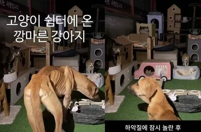 猫のエサを奪って食べた“骨と皮だけ”の「ふびんな犬」…韓国・食肉処理場から脱出か