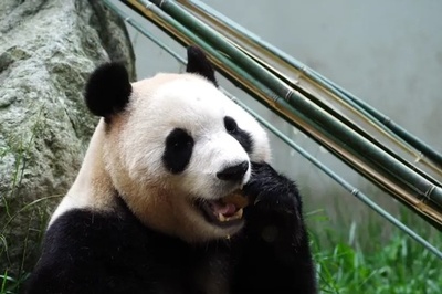 韓国から帰還のパンダ「福宝」が中国四川で12日に一般公開へ