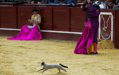 闘牛士もお手上げ 場内に猫の珍客 コロンビア