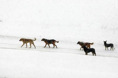トルコ首都、積雪で雪景色 交通まひ