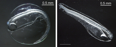 世界初、ウナギの天然卵を採集 東大など