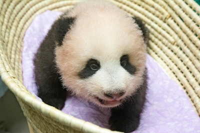 元気に育っています！ 上野動物園のパンダの赤ちゃん、生後３か月