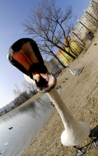 優雅なハクチョウも大あくび?