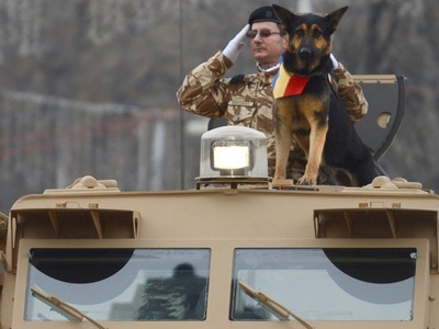 「英雄犬」救うための法改正、ルーマニア政府が命令