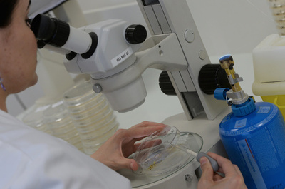 分子標的治療薬、膵臓がんの進行を抑制 研究