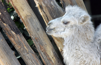 赤ちゃんラクダがお出迎え - ハンガリー