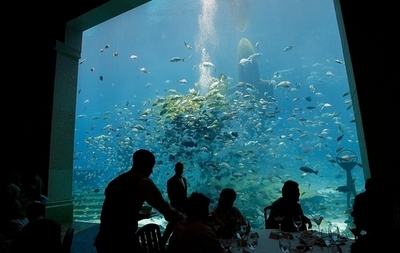 ドバイ大型リゾートのジンベイザメ、野生に返る