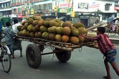 ネバネバの樹液でATMから現金盗む、フィリピン 