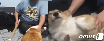 PV目当てで愛犬虐待、「解剖するぞ」と竹刀で殴る…生中継した韓国ユーチューバーを摘発
