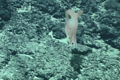 中国の科学者 珍しい深海タコの新種を発見