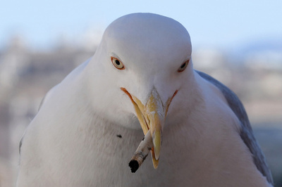 シケモクで一服？ マフィアのボスの風格かもすカモメ イタリア