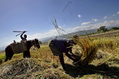 ガイアナ、ハイチへのコメ輸出倍増へ