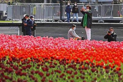 桜ほころび、チューリップは見頃…春の光景楽しむ 中国・上海