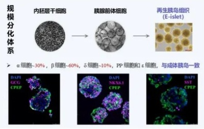 中国の研究チームが再生膵島移植に成功