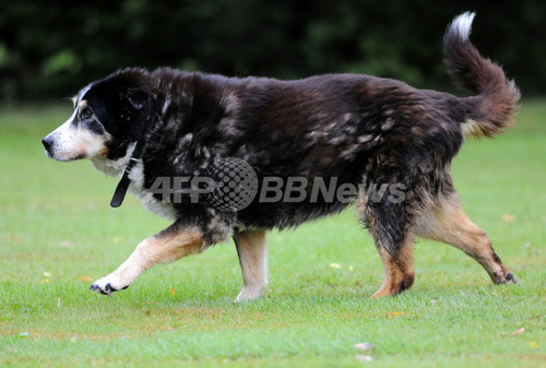 最高齢の犬は25歳 ドイツに健在か 写真9枚 ファッション ニュースならmode Press Powered By Afpbb News