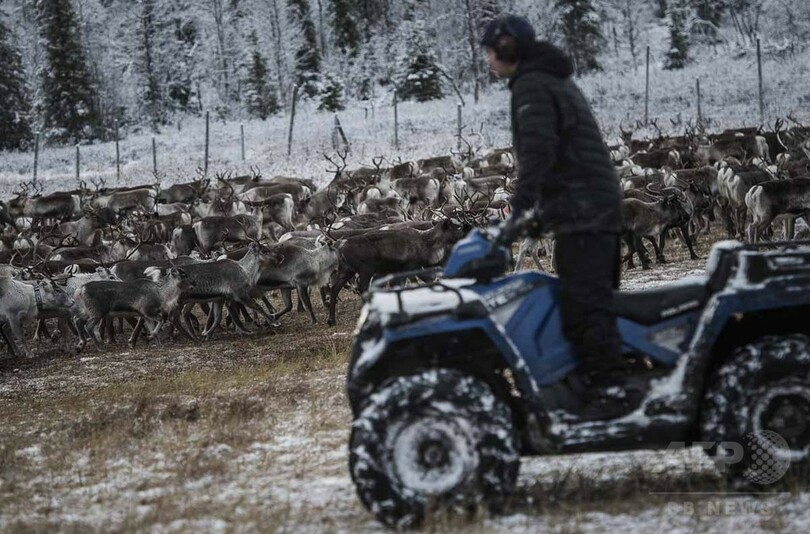 【AFP記者コラム】知られざる圧倒的な美─北欧の遊牧民サーミとトナカイの大移動