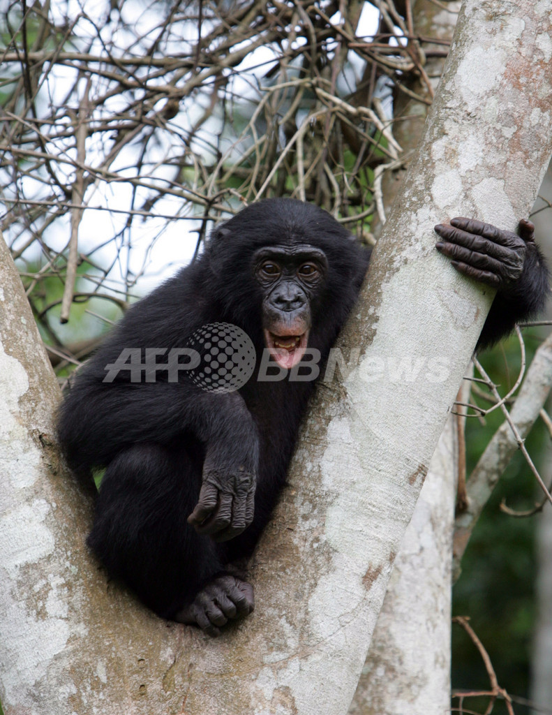 ボノボを絶滅から救え、コンゴに新たな保護区