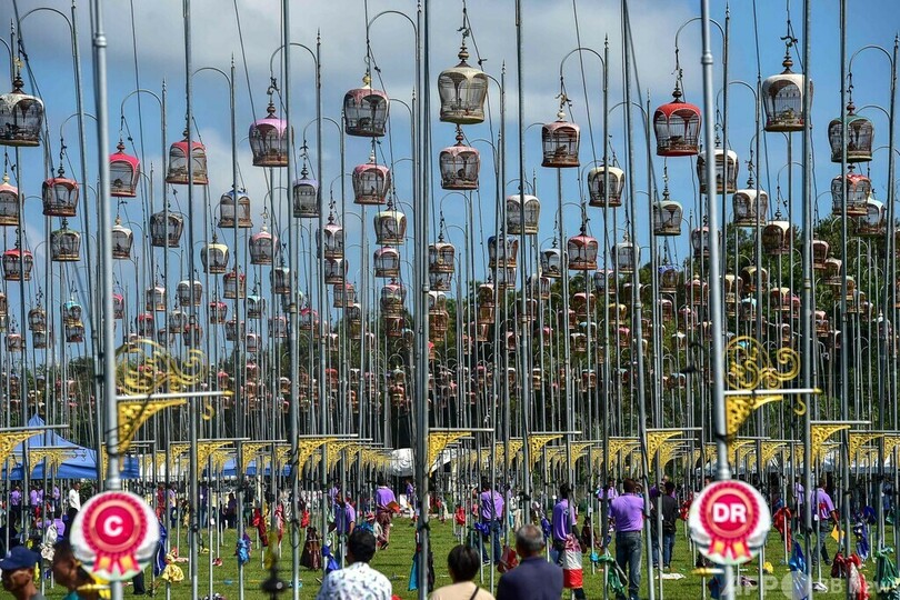 【今日の1枚】美声コンテスト、2500羽が競う タイ