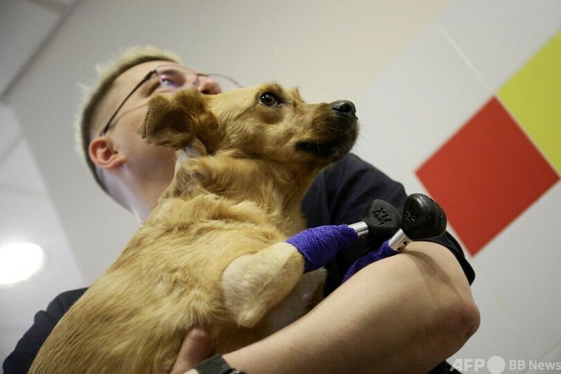  足4本切断された保護犬に義足、費用はクラウドファンディング ロシア