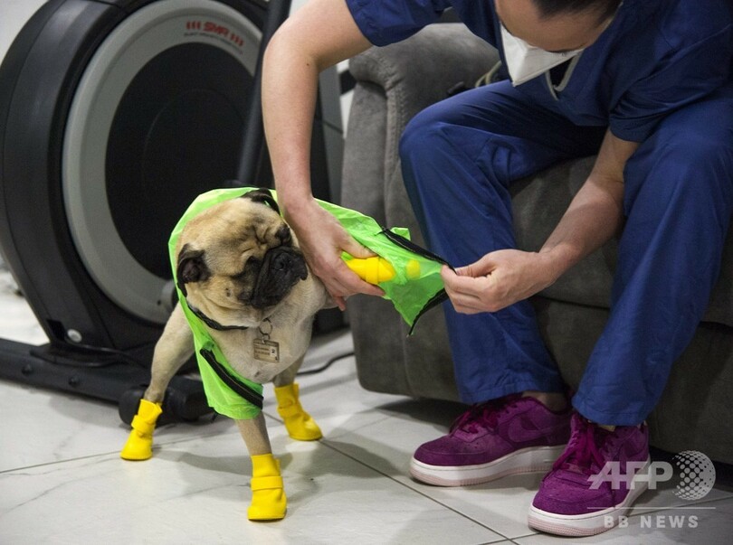 セラピー犬のパグ ハーリー 医療従事者を笑顔に 写真15枚 国際ニュース Afpbb News